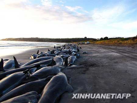 组图：194头巨鲸搁浅海滩 大部分已经死亡